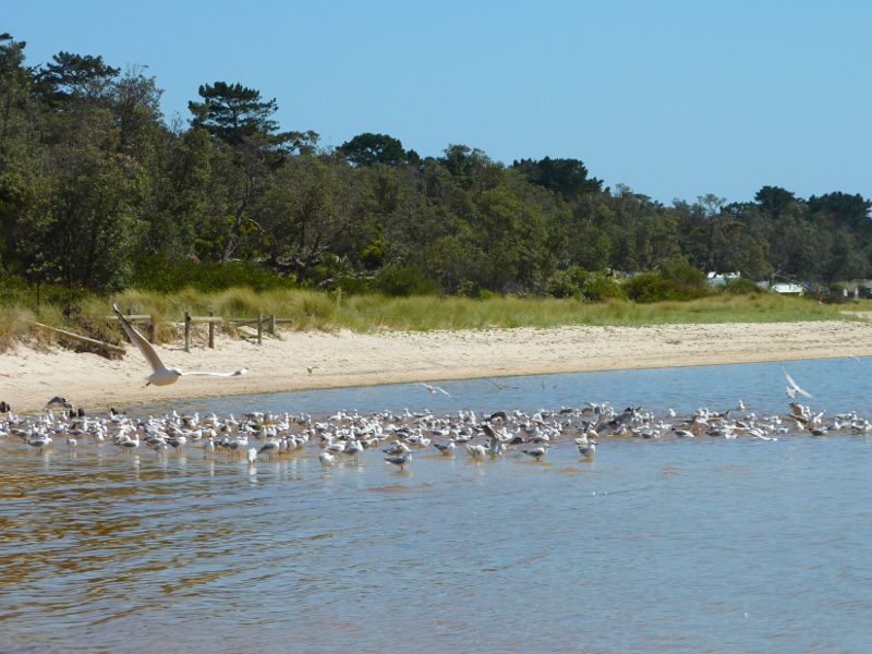 Rosebud - Beach and foreshore reserve east of Percival Street, Capel Sound: Seagulls on beach