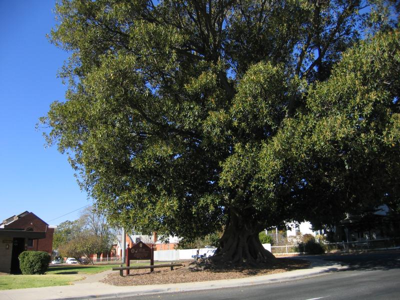Rutherglen - Around Rutherglen - Historic Moreton Bay fig tree, planted in 1877, corner High St and Murray St