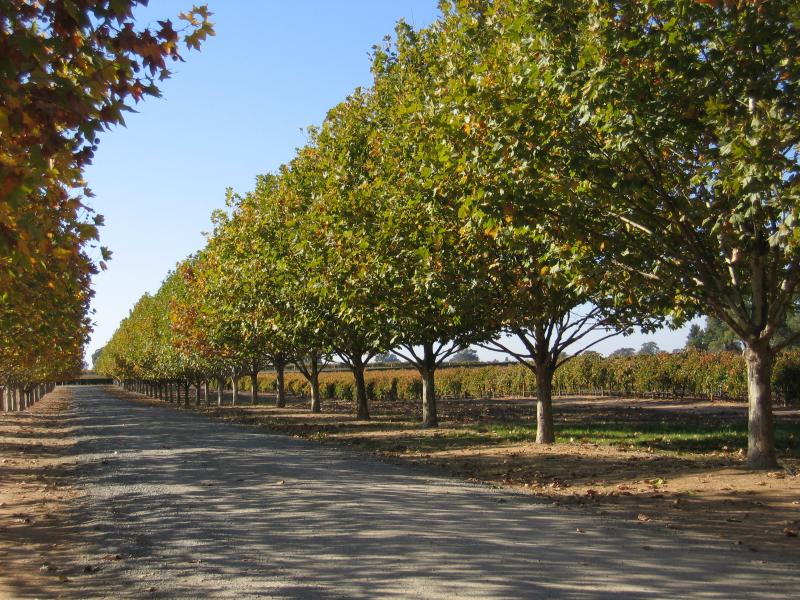 Rutherglen - All Saints Winery, Wahgunyah: Driveway exit