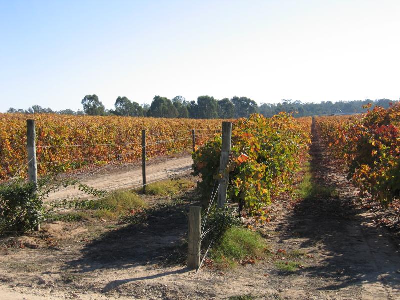 Rutherglen - All Saints Winery, Wahgunyah: Grape vines