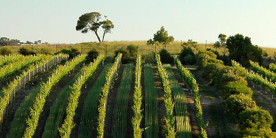 The Cups Estate, Fingal