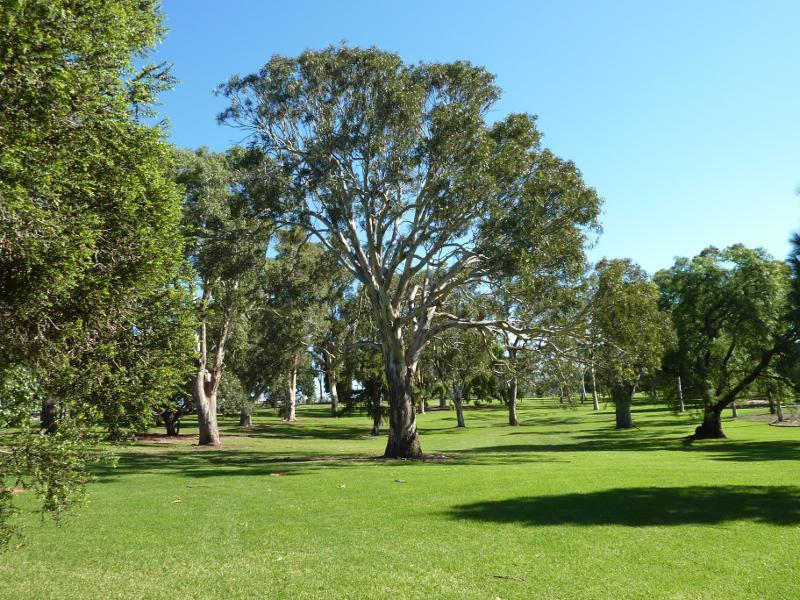 Sale - Botanic Gardens: Lawns