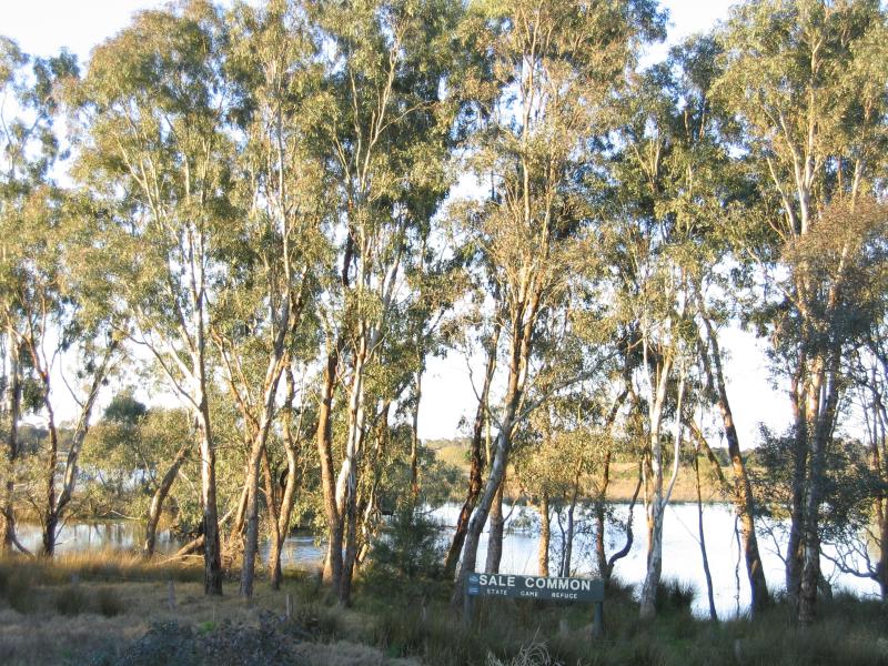 Sale - Historic Swing Bridge area, South Gippsland Highway south of Sale: Sale Common State Game Refuge, near swing bridge