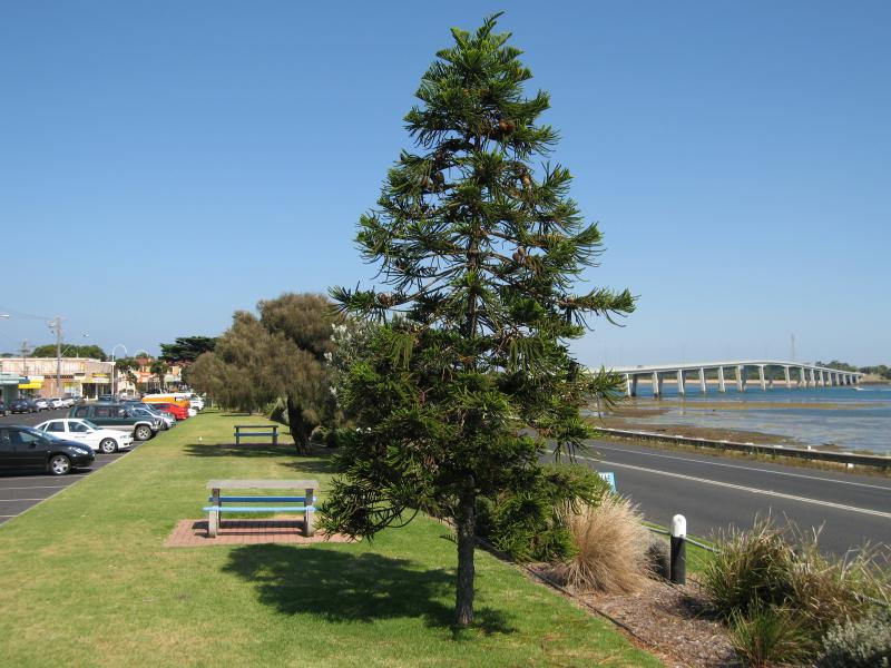 San Remo - Shops and commercial centre, Marine Parade: View west through gardens between Marine Pde and Phillip Island Rd towards bridge