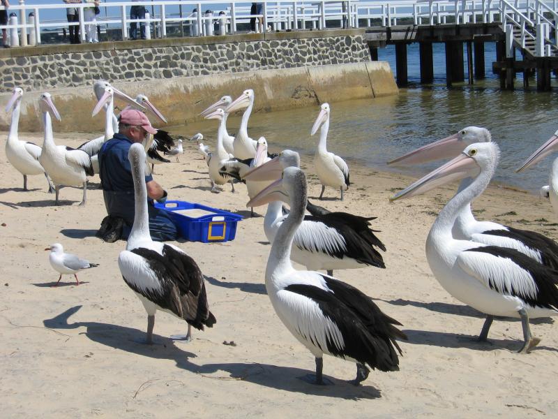 San Remo - Foreshore along Marine Parade: Feeding of the pelicans on beach near jetty