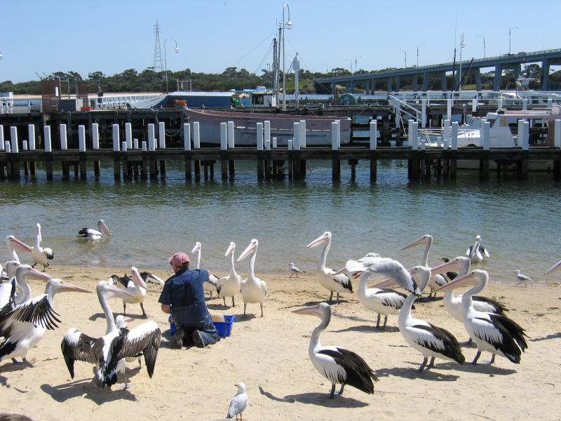 San Remo - Foreshore along Marine Parade: Feeding of the pelicans on beach near jetty