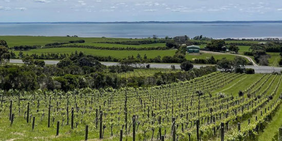 Silverwaters Vineyard, San Remo
