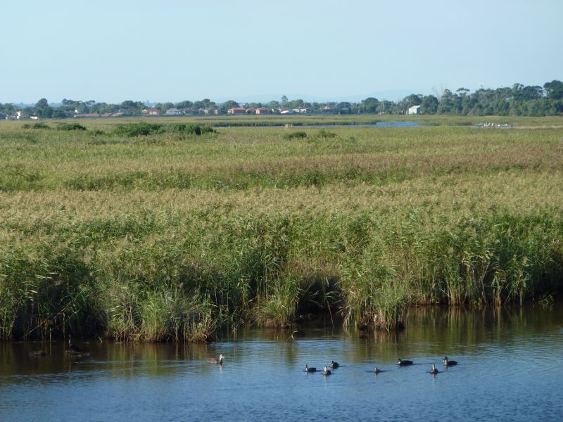 Seaford - Seaford Wetlands, Austin Road: Northerly view across wetlands from viewing platform