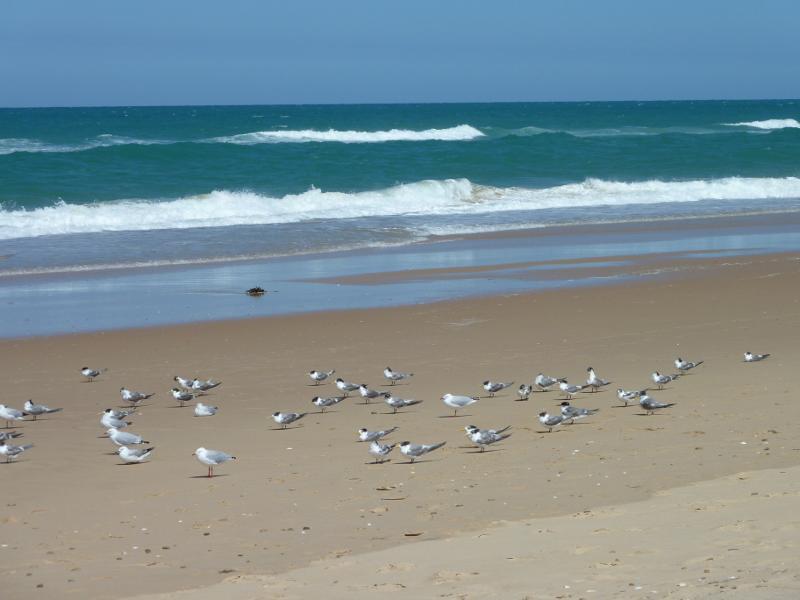 Seaspray - Beach at south-western end of Foreshore Road and mouth of Merriman Creek - Seagulls on beach