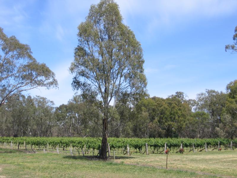 Seymour - Around Seymour and outskirts: Somerset Crossing Winery, Seymour-Tooborac Rd, west of town centre