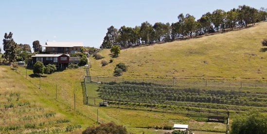 Blue Tongue Berries, Seymour
