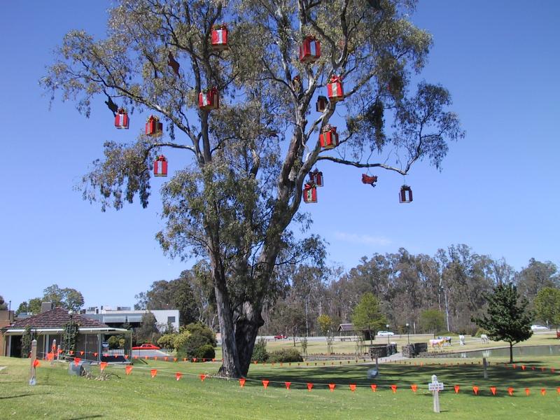 Shepparton - Monash Park, between Fryers Street and High Street: Christmas presents in gum tree
