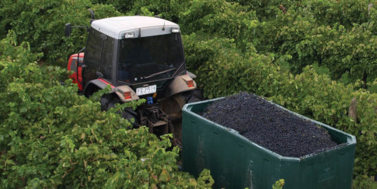 Broken River Vineyards, Kialla