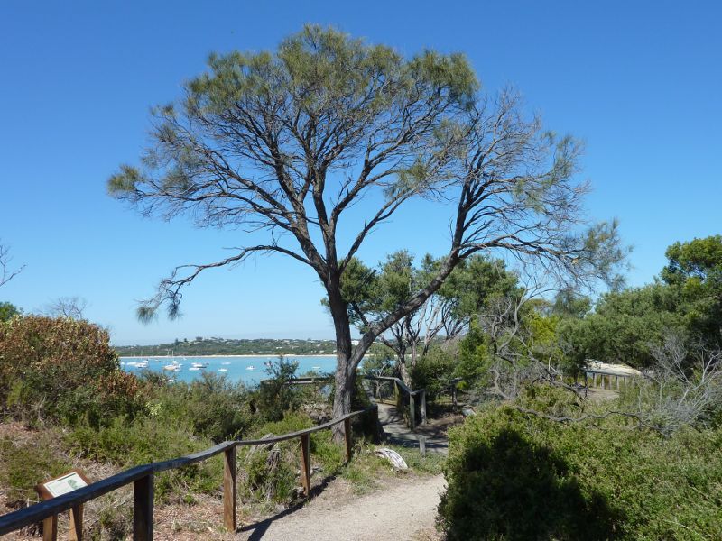 Sorrento - Eastern Sister and Collins Settlement Historic Site, Port Phillip: Pathway along coast north of J.P. Fawkner Lookout