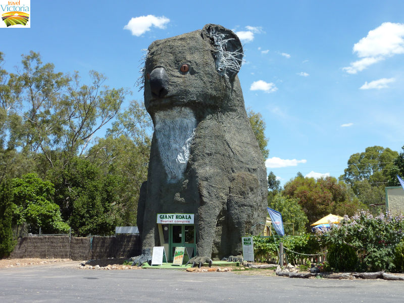 Stawell - Dadswells Bridge: Giant Koala