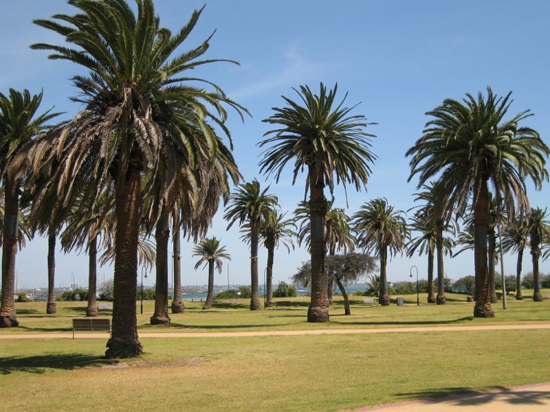 St Kilda - Catani Gardens, Beaconsfield Parade: Palm trees in gardens