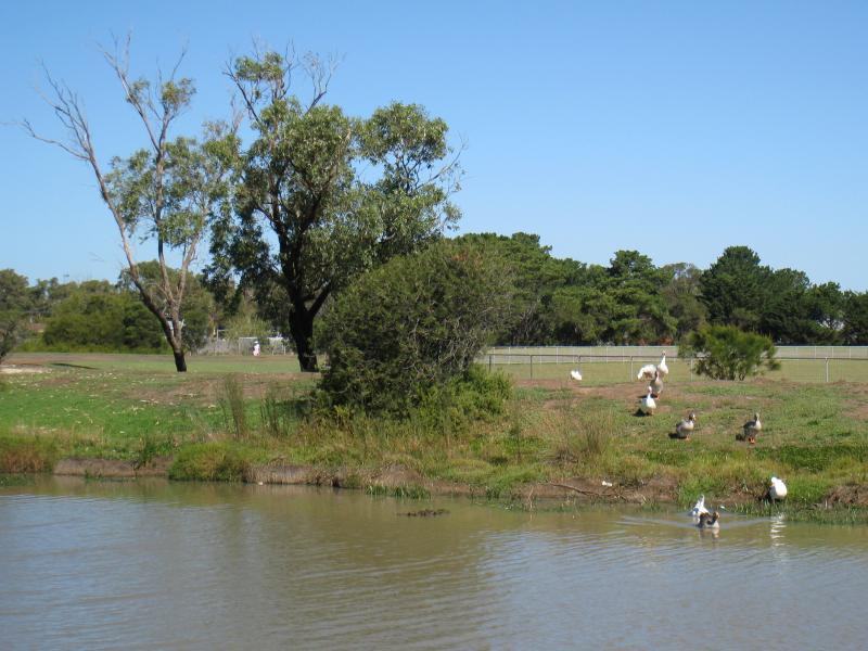 St Leonards - St Leonards Lake Reserve, Murradoc Road: Geese entering lake near northern end of McLeod St