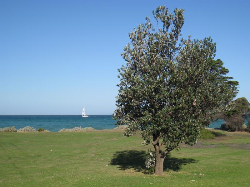 St Leonards - Beach and coastline north of town centre along The Esplanade: View out to sea from foreshore north of Dossetor Rd