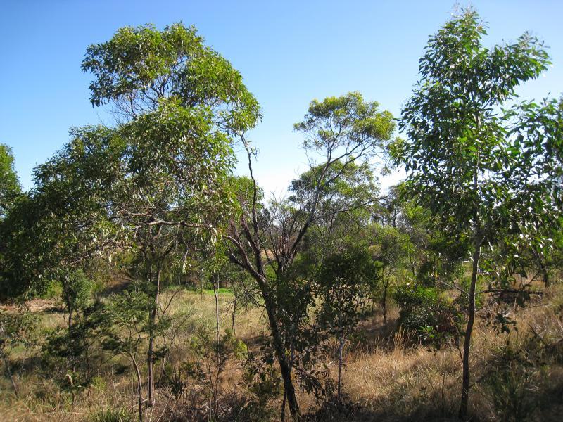 St Leonards - Edwards Point Road: Bushland of Edwards Point Wildlife Reserve, western side of Edwards Point Rd