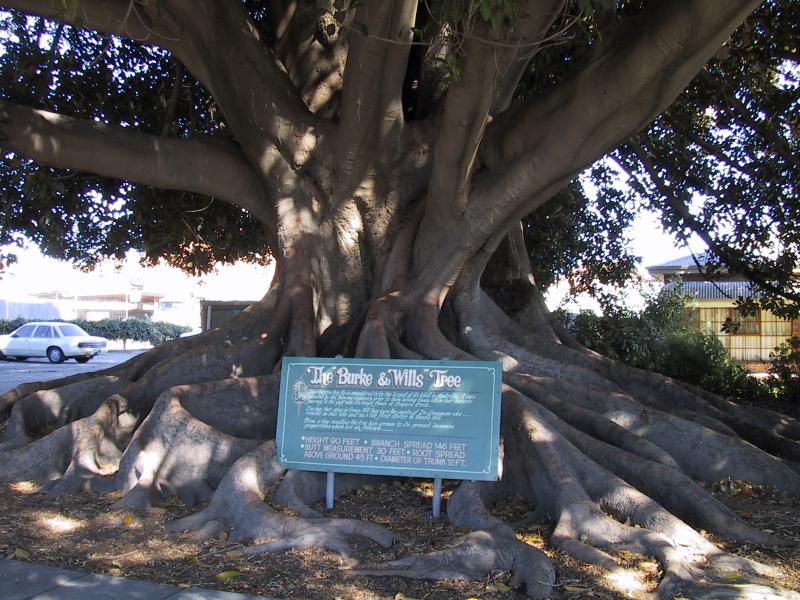 Swan Hill - Commercial centre and shops: Burke and Wills Tree, Curlewis St between McCallum St and Pritchard St