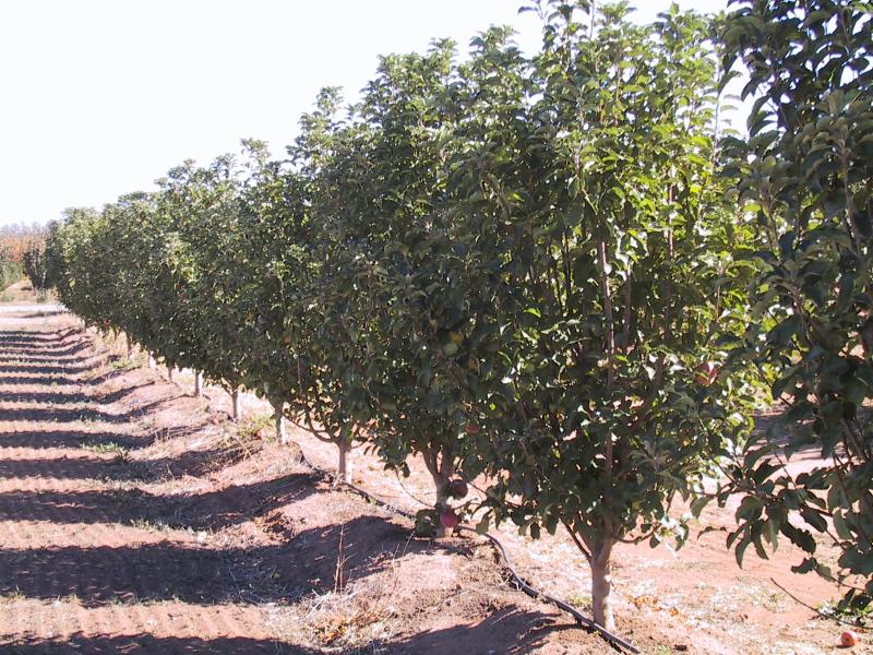 Swan Hill - North of Swan Hill: Fruit trees, 18 km north of Swan Hill on School Rd