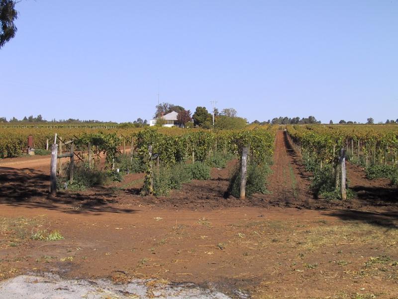 Swan Hill - North of Swan Hill: Winery at Vinifera, 22 km north of Swan Hill