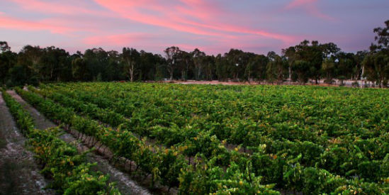 Amherst Winery, Amherst