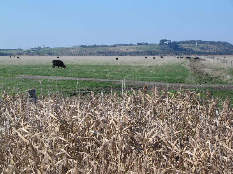 Tarwin Lower - Inverloch Road, east of town centre: View south-east across fields, 1 km from town centre