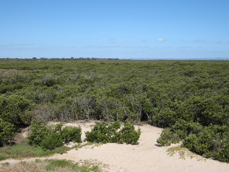 Tooradin - Boat ramp and surroundings, Sawtells Inlet south of Foreshore Road: View east across mangroves from lookout