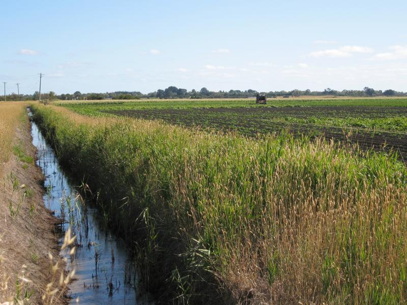 Tooradin - Dalmore Road: Crops and irrigation drain, west side of Dalmore Rd near Hardys Rd