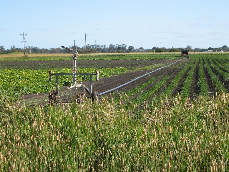 Tooradin - Dalmore Road: Crops near corner of Dalmore Rd and Hardys Rd