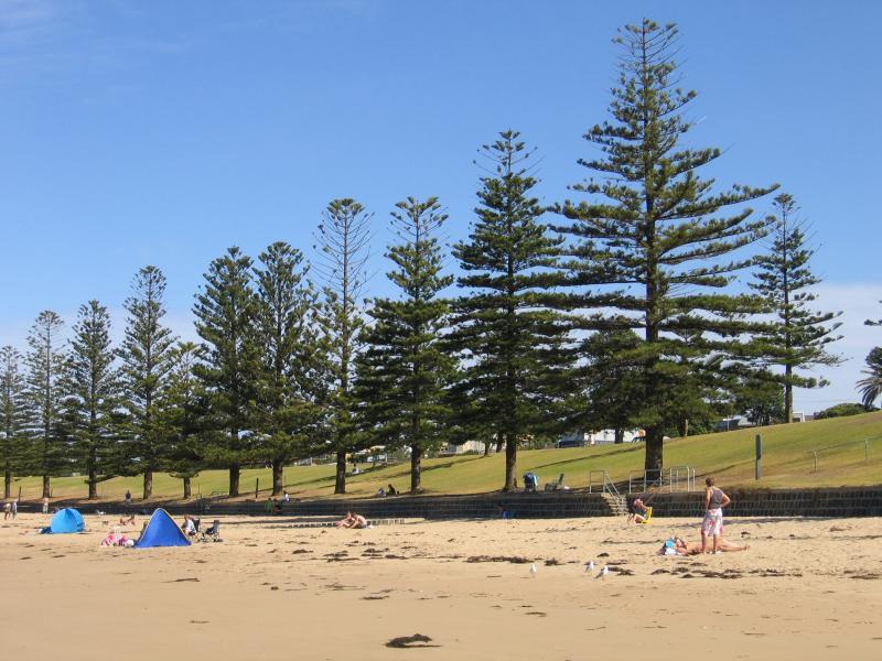 Torquay - Front Beach: View along beach towards Norfolk Pine trees on foreshore