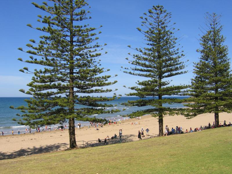 Torquay - Front Beach: Norfolk Pines on the foreshore, opposite Price St