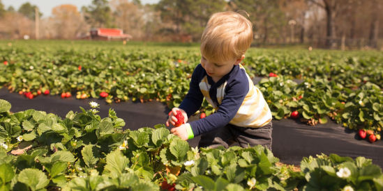 Surf Coast Strawberry Fields, Mount Duneed