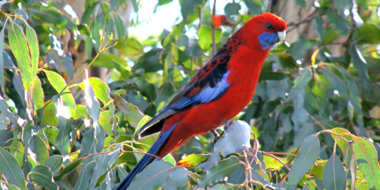 Ballarat Bird World
