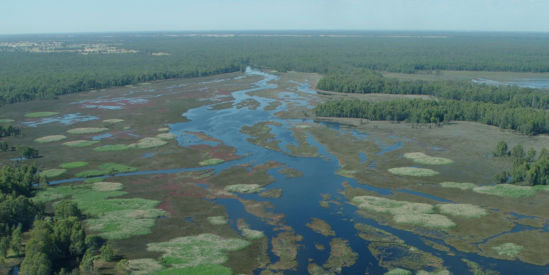 Barmah National Park