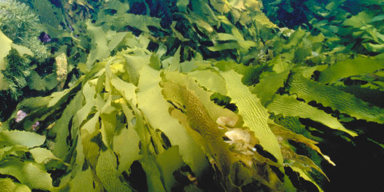 Barwon Bluff & Marine Sanctuary