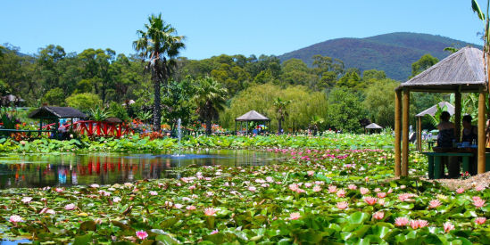Blue Lotus Water Garden