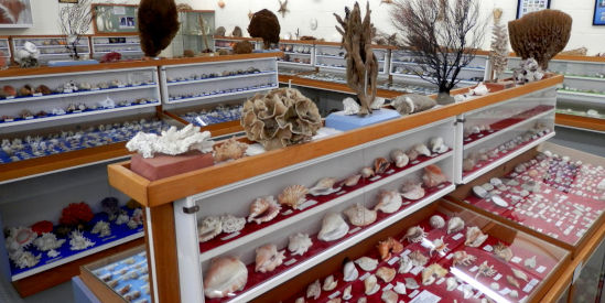 Bunurong Environment Centre & Shell Museum