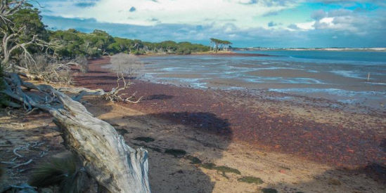 Churchill Island Marine National Park