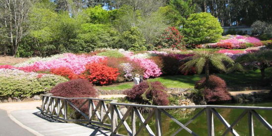 Dandenong Ranges Botanic Garden