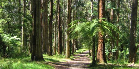 Dandenong Ranges National Park