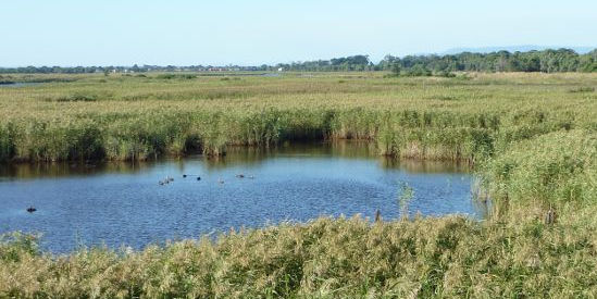 Edithvale-Seaford Wetlands