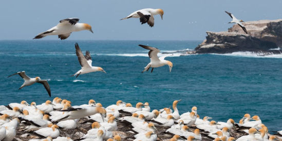 Gannets