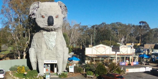 Giant Koala