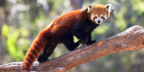 Animal sanctuaries - Travel Victoria: accommodation & visitor guide Animal sanctuaries - Travel Victoria: accommodation & visitor guide