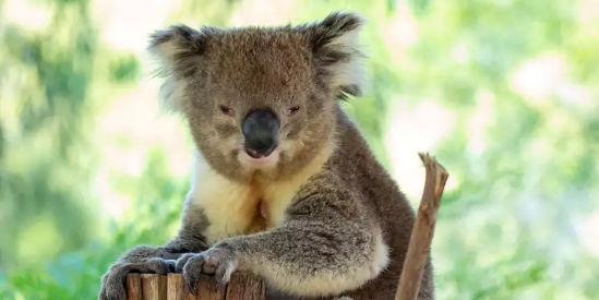 Healesville Sanctuary