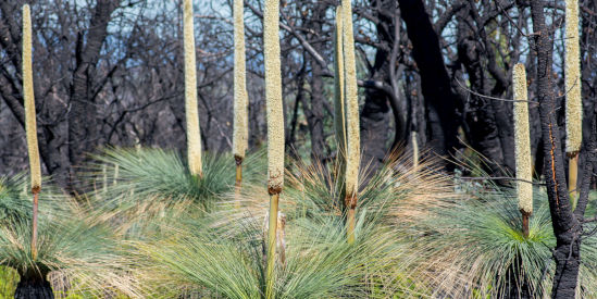 Holey Plains State Park