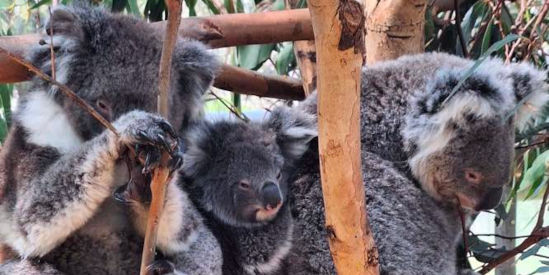 Jirrahlinga Dingo Conservation & Wildlife Centre