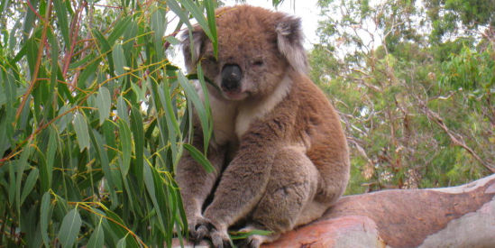 Koala Conservation Reserve